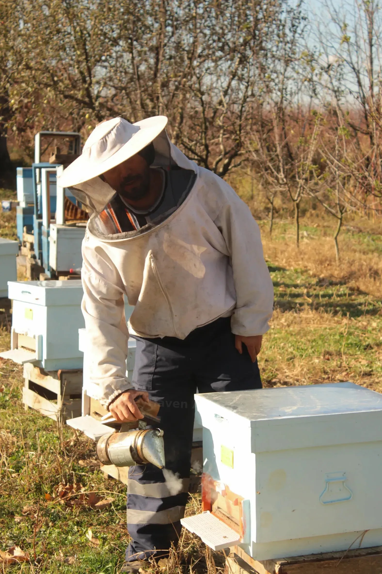HoneyHaven Apiaries