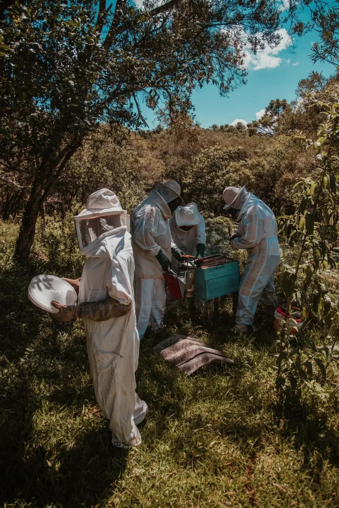 HoneyHaven Apiaries