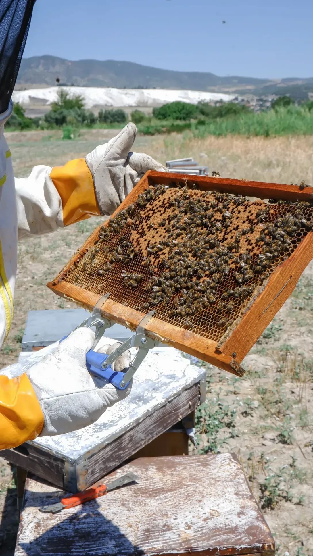 HoneyHaven Apiaries