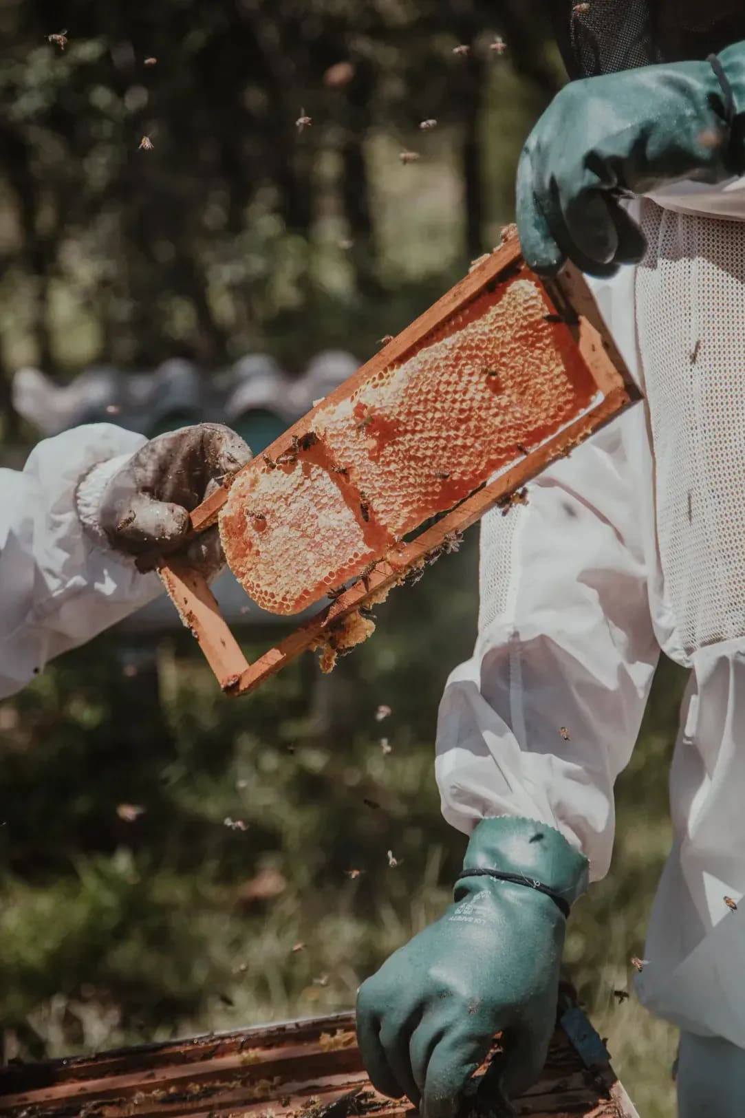 HoneyHaven Apiaries