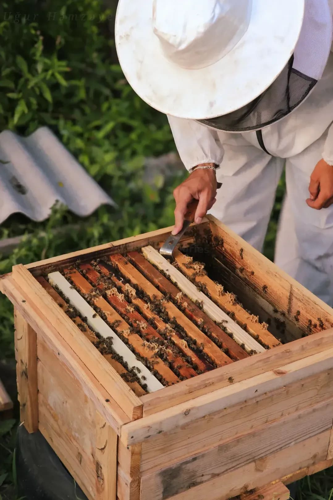 HoneyHaven Apiaries
